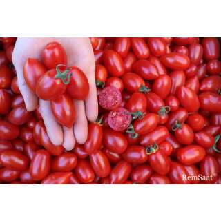 Tomate, Cocktailtomate Donatellina - Solanum Lycopersicum L. - Demeter biologische Samen