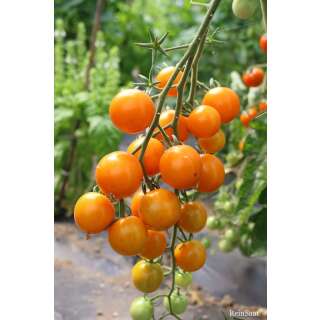 Tomate, Cocktailtomate Lillit - Solanum Lycopersicum L. - Demeter biologische Samen