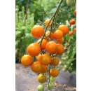Tomate, Cocktailtomate Lillit - Solanum Lycopersicum L. -...