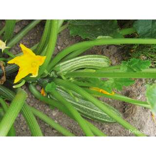 Zucchetti, Zucchini Costates Romanesco - Cucurbita pepo...