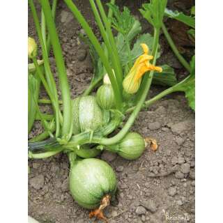 Zucchetti, Zucchini Tondo chiaro di Nizza - Cucurbita...