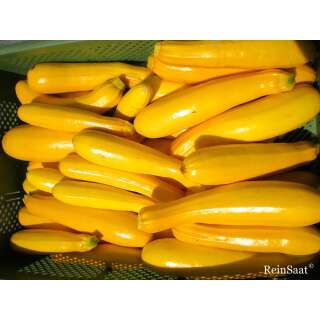 Zucchetti, Zucchini Gold Rush - Cucurbita pepo L. - Demeter biologische Samen