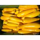 Zucchetti, Zucchini Gold Rush - Cucurbita pepo L. -...