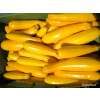 Zucchetti, Zucchini Gold Rush - Cucurbita pepo L. - Demeter biologische Samen
