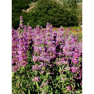 Oswegokraut - Monarda fistulosa ssp. menth. - Demeter biologische Samen