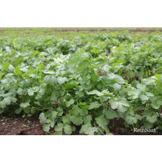 Blattkoriander Thai - Coriandrum sativum - Demeter...