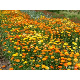 Ringelblume, gelb/orange - Calendula officinalis - Demeter biologische Samen