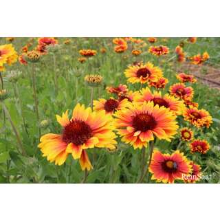 Kokardenblume - Gaillardia aristata - Demeter biologische Samen