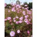 Cosmea, Schmuckkörbchen Mischung - Cosmos bipinnatus...