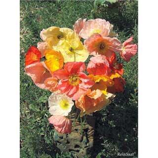 Mohn, Islandmohn - Papaver nudicaule - Demeter biologische Samen