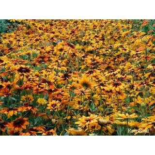 Sonnenhut Herbstwald - Rudbeckia hirta - Demeter biologische Samen