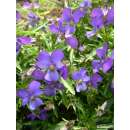 Veilchen, Hornveilchen blau - Viola cornuta - Demeter biologische Samen