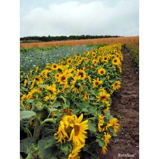 Sonnenblume Paccino - Helianthus annuus - Demeter biologische Samen