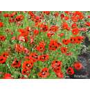 Mohn, Klatschmohn Pierrot - Papaver rhoeas - BIOSAMEN