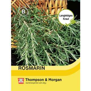 Rosmarin - Rosmarinus officialis - Samen