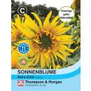 Sonnenblume Astra Gold - Helianthus annuus - Samen