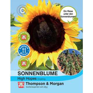 Sonnenblume High Hopes - Helianthus annuus - Samen