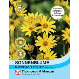 Sonnenblume, mehrjährige Early Bird - Helianthus maximiliani - Samen