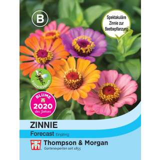 Zinnie Forecast - Zinnia elegans - Samen