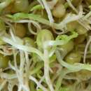 Keimsprossen Erbsen, grün, 500g - Pisum sativum - BIOSAMEN