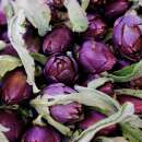 Artischocke, italienische Violette von Chioggia - Cynara scolymus - Samen