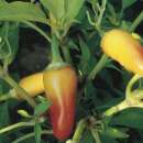 Chili, mild Cascabella - Capsicum annuum - BIOSAMEN