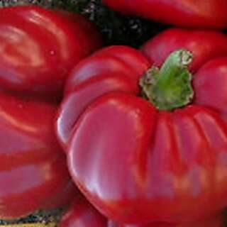Chili, mild Pimento Super Red - Capsicum annuum - BIOSAMEN