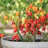 Chili Biquinho red - Capsicum chinense - Samen
