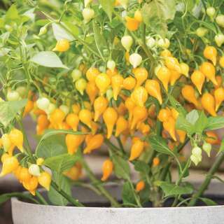 Chili Biquinho yellow - Capsicum chinense - Samen