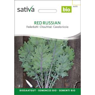 Federkohl, Grünkohl Red Russian - Brassica oleracea...
