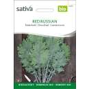 Federkohl, Grünkohl Red Russian - Brassica oleracea var. sabellica - BIOSAMEN
