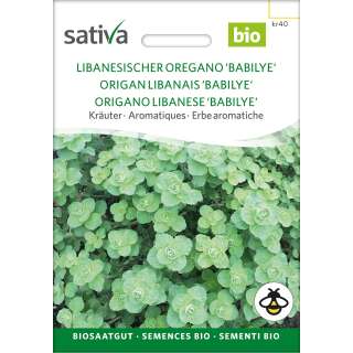 Origano, libanesischer Oregano, Babilye - Origanum syriacum - BIOSAMEN