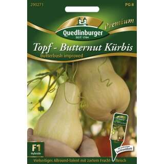 Topf Butternut Kürbis Butterbush improved F1 - Cucurbita moschata L - Samen