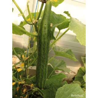 Gurke GinGin - Cucumis sativus L. - Demeter biologische Samen