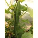 Gurke GinGin - Cucumis sativus L. - Demeter biologische...