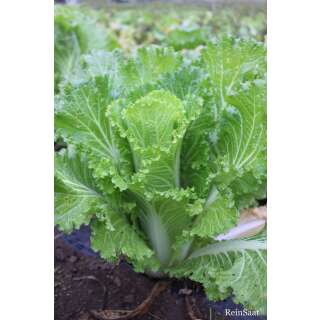 Chinakohl Akiko - Brassica rapa ssp. pekinensis - Demeter biologische Samen