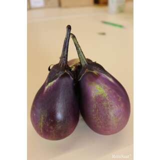 Aubergine, Eierfrucht Cesky Rany - Solanum melongena L. - Demeter biologische Samen