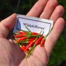 Chili Wildpfefferoni - Capsicum annuum - Demeter biologische Samen