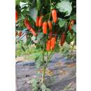 Chili Jalapeno Orange - Capsicum annuum - Demeter biologische Samen