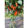 Chili Jalapeno Orange - Capsicum annuum - Demeter biologische Samen