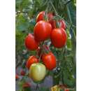 Tomate, Salattomate Rio Largo - Solanum Lycopersicum L. - Demeter biologische Samen