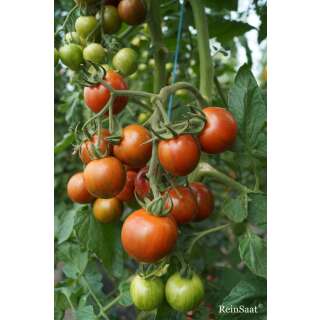 Tomate, Salattomate Banja - Solanum Lycopersicum L. - Demeter biologische Samen