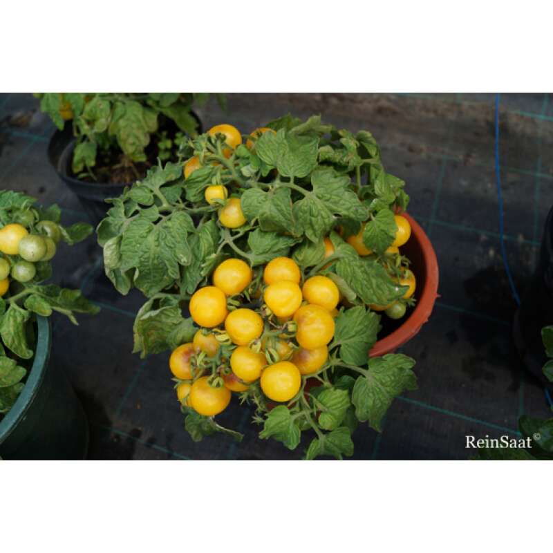 Tomate, Cocktailtomate Boka - Solanum Lycopersicum L. - Demeter biologische Samen