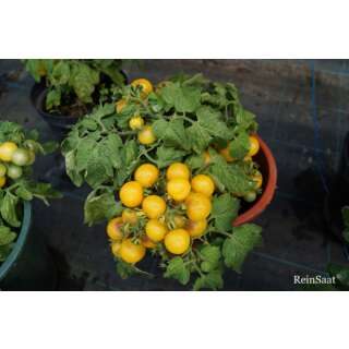Tomate, Cocktailtomate Boka - Solanum Lycopersicum L. -...