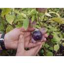 Tomatillo Purple - Physalis ixocarpa - Demeter biologische Samen