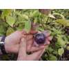 Tomatillo Purple - Physalis ixocarpa - Demeter biologische Samen