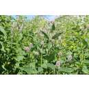 Agastache, Koreanische Minze - Agastache rugosa - Demeter...