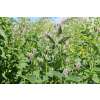 Agastache, Koreanische Minze - Agastache rugosa - Demeter biologische Samen