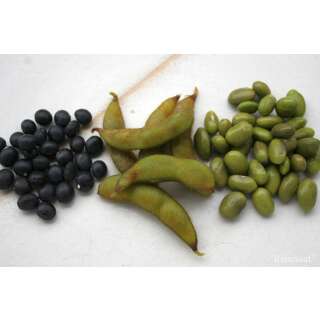 Edamame, Sojabohne Hokkai Black - Glycine max - BIOSAMEN