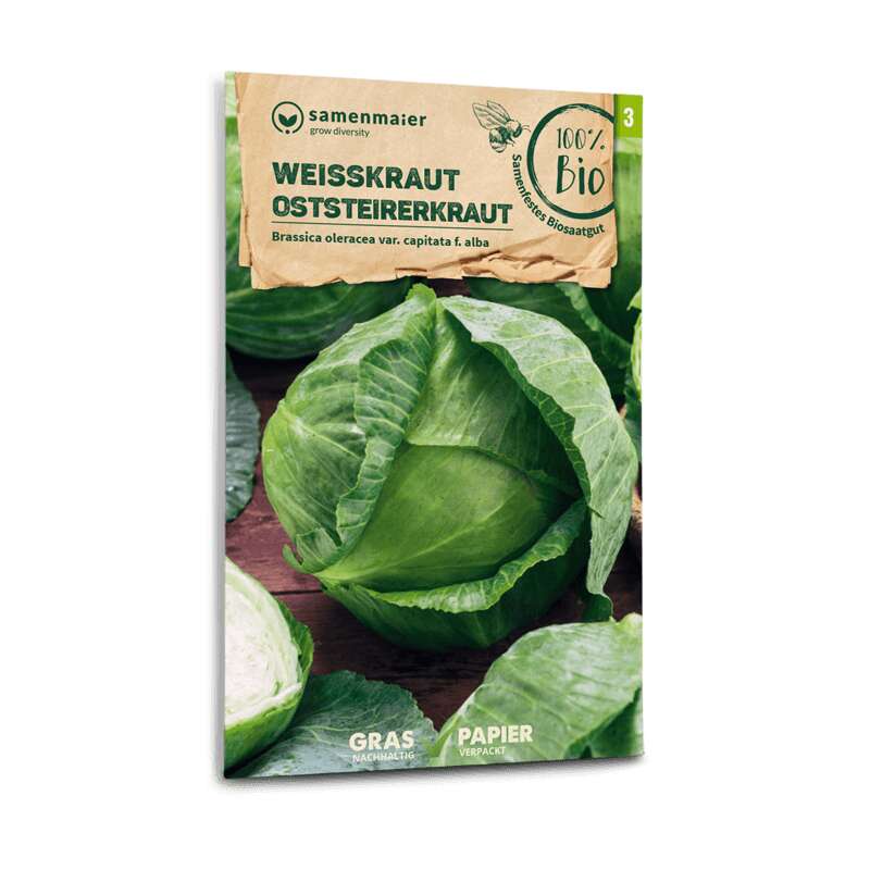 Weisskraut Oststeirerkraut - Brassica oleracea var. capitata f. alba - BIOSAMEN
